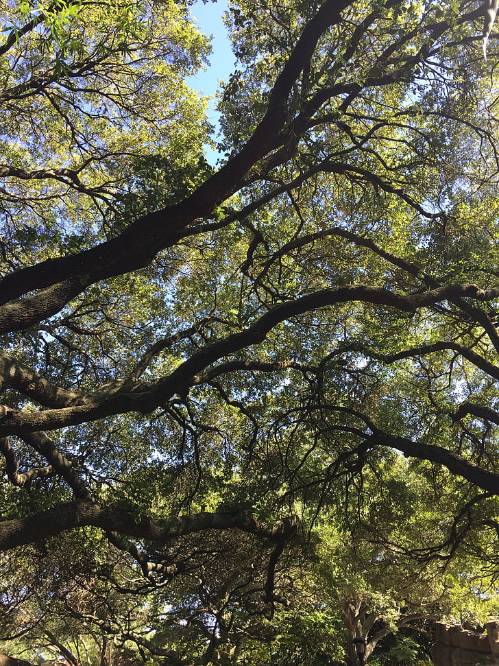 live oak, árvore, dossel, natureza, filial, floresta, folha