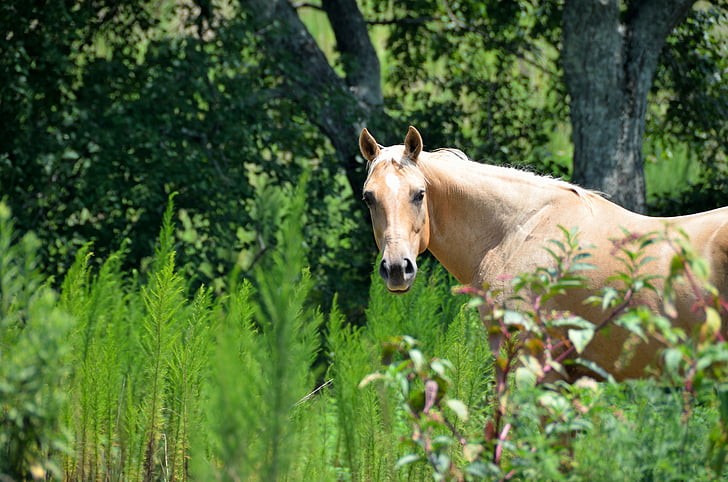 ló, szépség, Ranch, természet, állat, mén, Farm