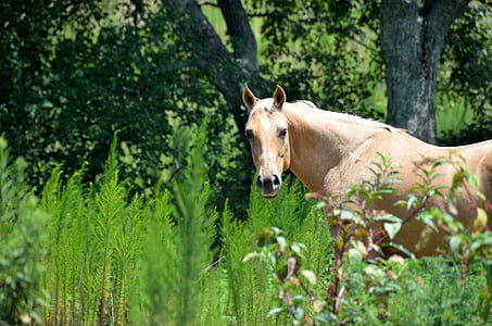 kôň, krása, Ranch, Príroda, zviera, žrebec, farma