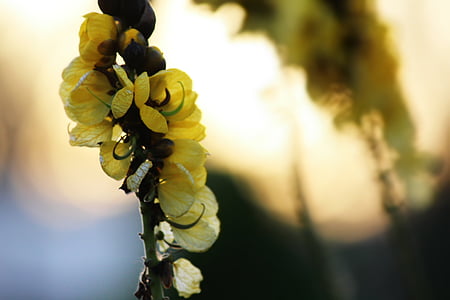 λουλούδι, Κίτρινο, φυσικό, floral