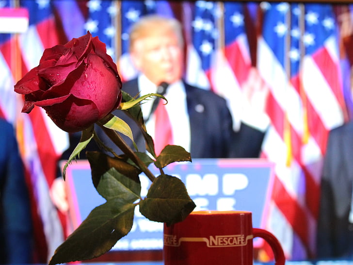 Predseda, blahoželania, ruže, emócie, kvet, muži