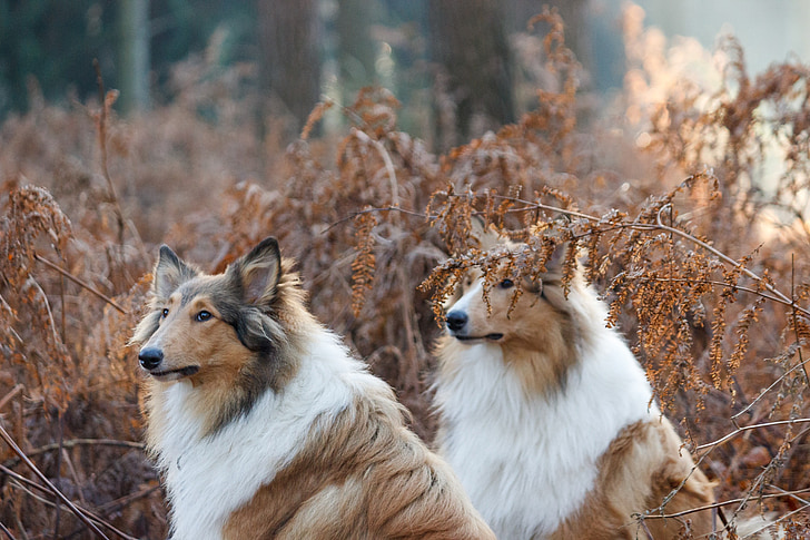 collie, dogs, pair, attention, forest, animal portrait, part of