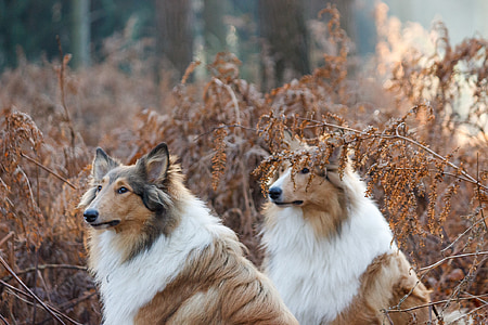 Collie, honden, paar, aandacht, bos, dierlijke portret, onderdeel van
