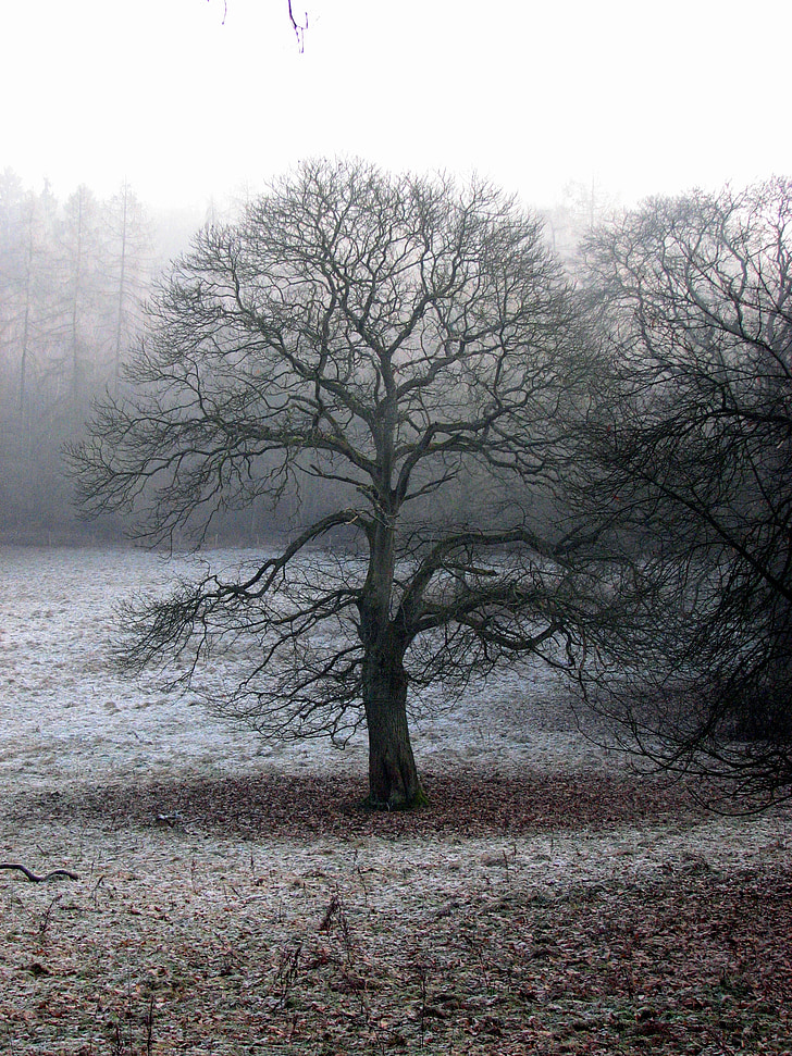 δέντρο, ομίχλη, ατμόσφαιρα, το φθινόπωρο