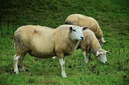 羊, 牧草地, 草原, 家畜, 放牧, 動物, 草