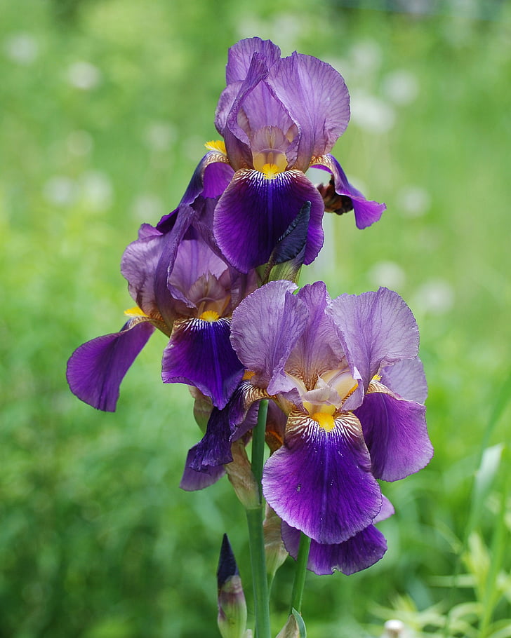 Iris, bunga, Taman, tanaman, Flora, mekar, ungu