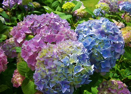 Ορτανσία, ανοιχτό μπλε, ροζ, λουλούδι στον κήπο, φύση, φυτό, φύλλο