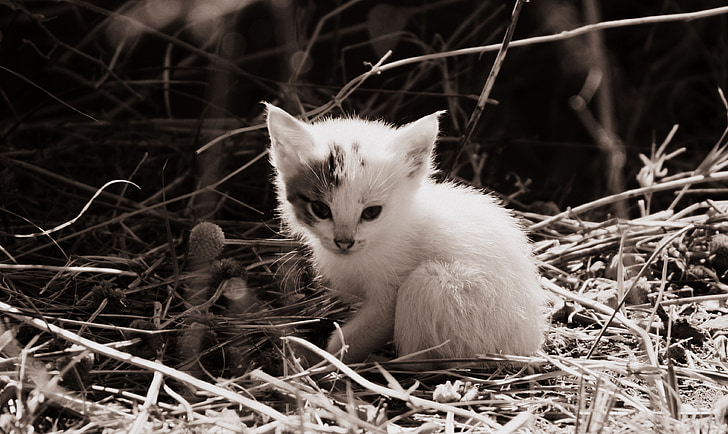 kedi, kedi bebek, Bebek kedi, tatlı, şirin, Bebek, yavru kedi