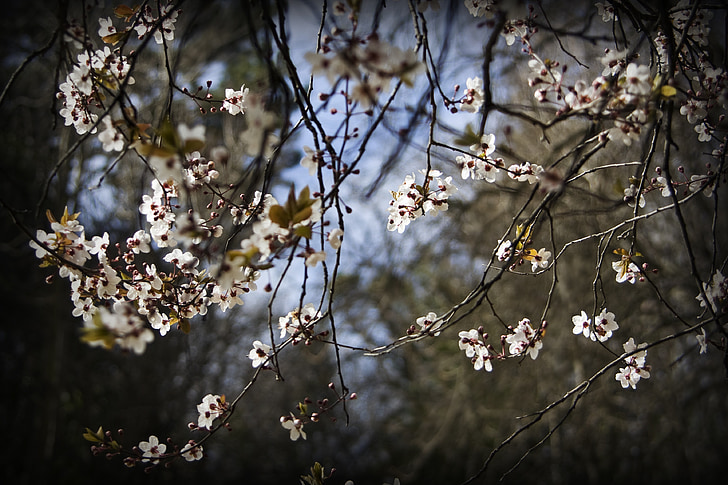 cherry trees, flowers, nature, spring