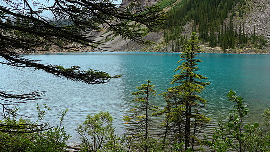 Kanada, sjön, naturen, nationalparken, landskap, Alberta, träd