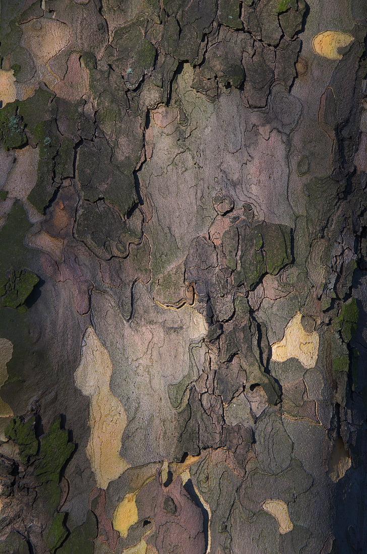 Tree bark, bark, stammen, natur, landskab, mønster, struktur