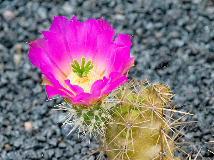 Jardin de cactus, Kaktus, Lanzarote, Spanien, Afrika-Attraktionen, Guatiza, Lava