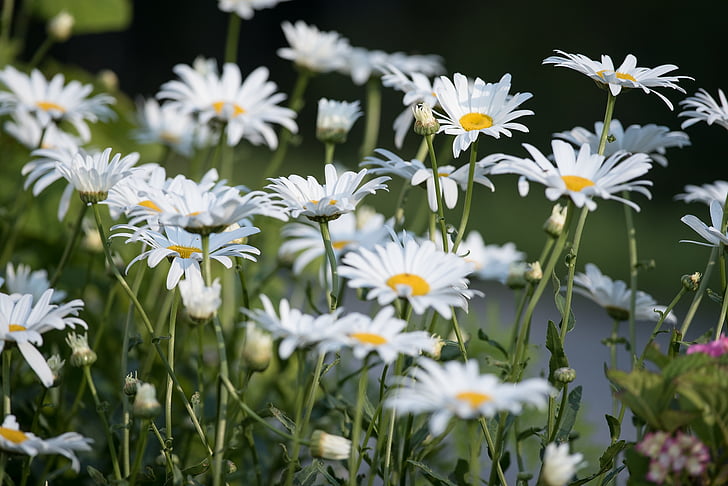 Marguerite, lúka, Marguerite lúka, kvet, biela, biely kvet, letné