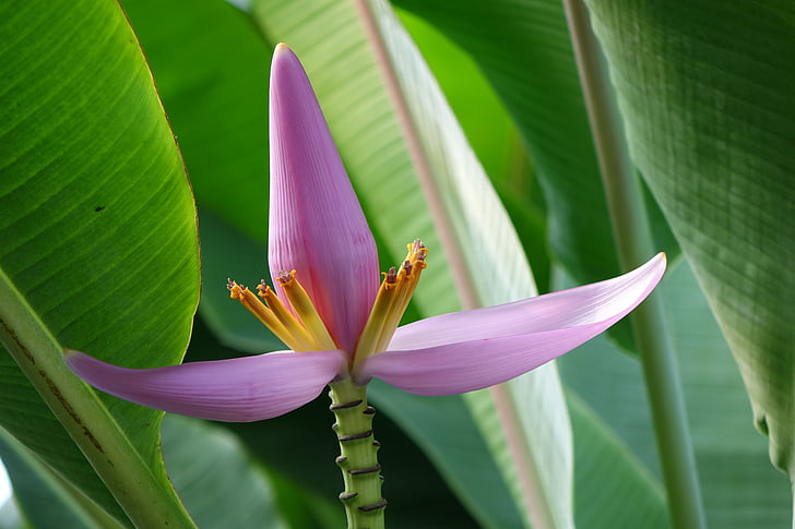 purpura pumpuru banānu, 蓮 ziedu banānu, musaceae, puķe, rozā, filiāle, daba