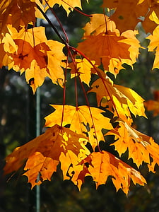 loof, herfst, gele bladeren, Gouden herfst, samenvouwen