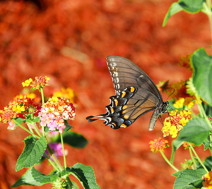 colorido vibrante, borboleta rabo de andorinha, inseto, rabo de andorinha, natureza, macro, multi