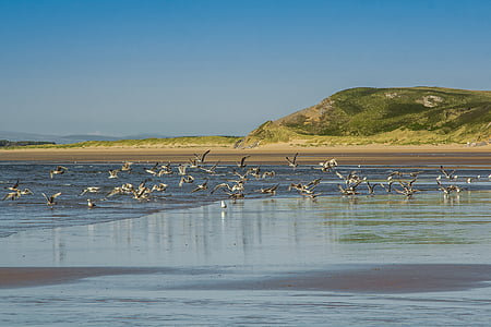 Costa, gaivotas, maré baixa, oceano, Inglaterra