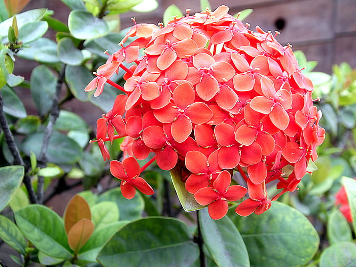 fiore, giardino, natura, piante, rosso