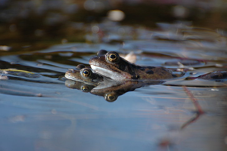 nature, toad, pond, animals, frog, amphibian, animal