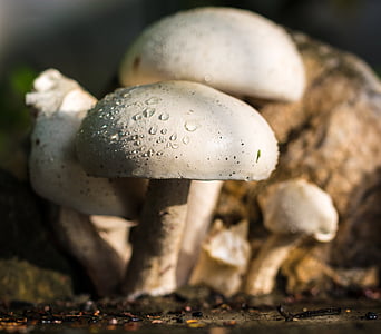 mushroom, nature, white, raindrop, fungus, autumn, food
