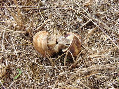 snails, mating, grass