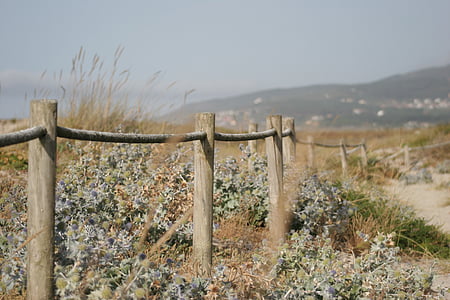 legno, recinzione, verde, erba, paesaggio, campo, fiori
