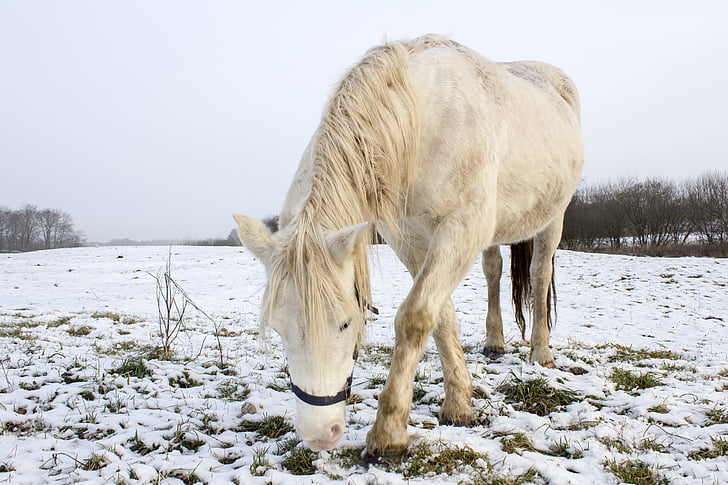 zimné, kôň, biela, tráv