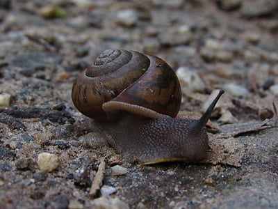 snail, earth, nature, shell, natural, animal, life