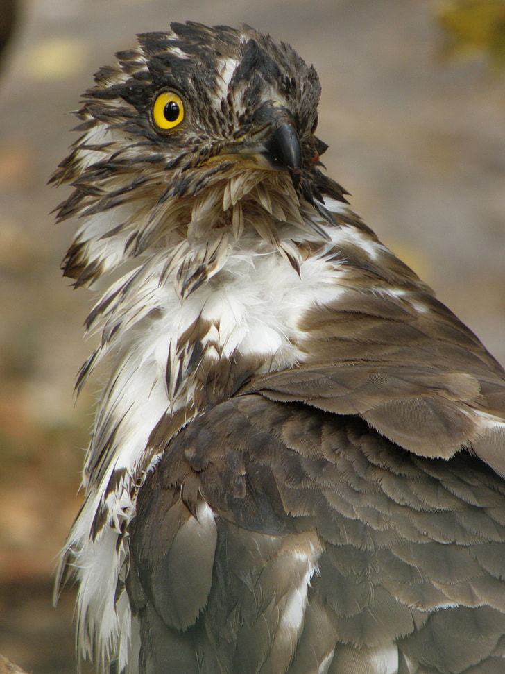 Eagle, včelojed bos, Pernis apivorus, Predator, hoofd, vogel, oog