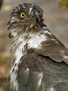 águila, včelojed bosque, Pernis apivorus, depredador, cabeza, pájaro, ojo