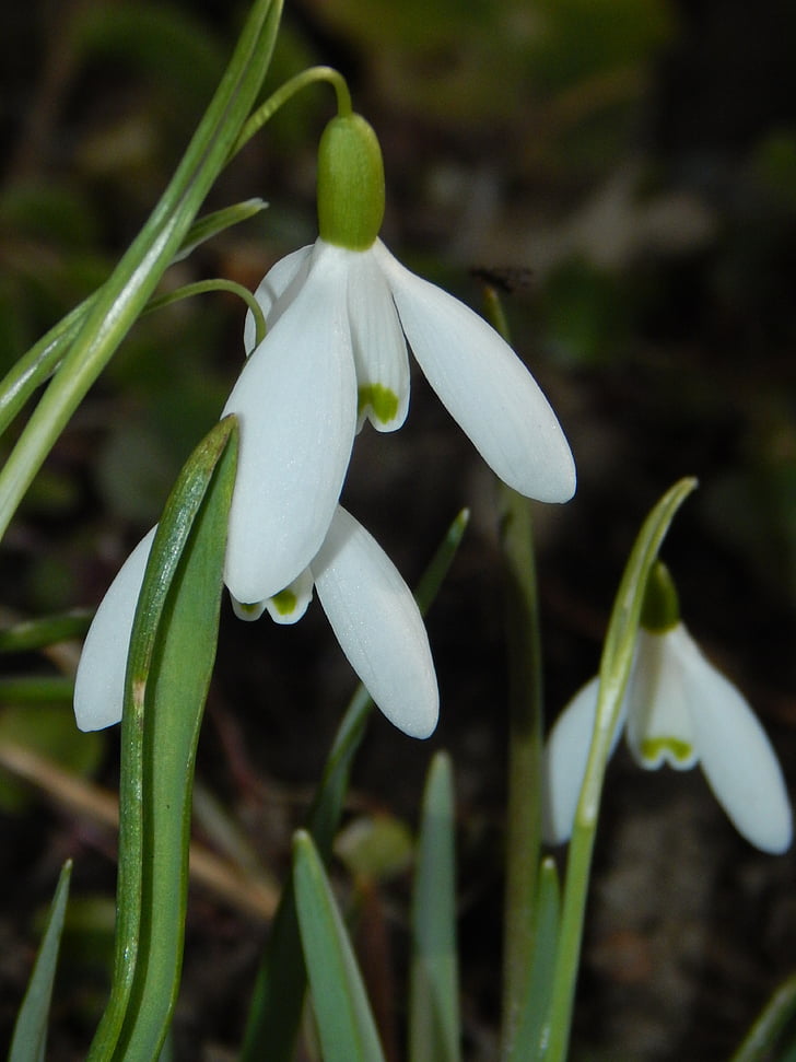 snowdrop, early bloomer, spring flower, signs of spring, spring, nature, plant