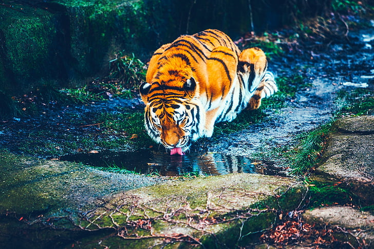 tiger, animal, wildlife, beautiful, predator, drinking, water