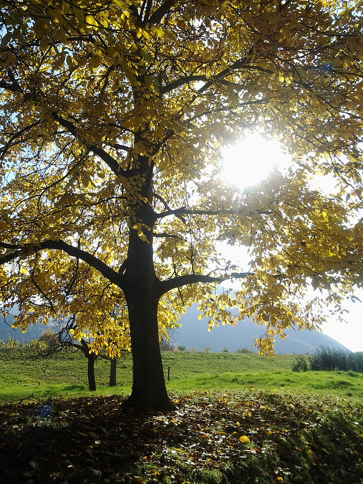 Есен, дърво, есента цвят
