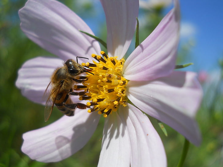 Bee, blommor, sommar, naturen, Insecta, kackerlacka, hornet