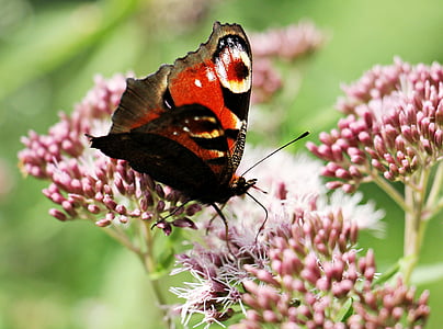 Peacock butterfly, tauriņš, kukainis, aizveriet, daba, dzīvnieku, Pāvs