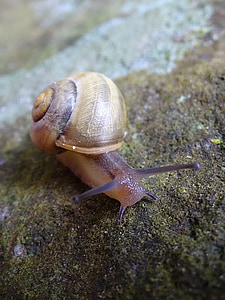 snail, rock, shell, animal, stone, slimy, nature