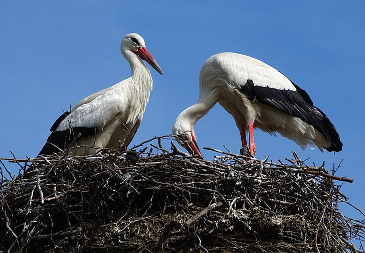 stork, nest, bird, stork couple