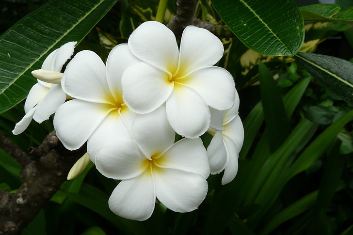 Frangipani, Thaimaa, eksoottinen kukka, valkoinen, Aasia, kukka, Tropical
