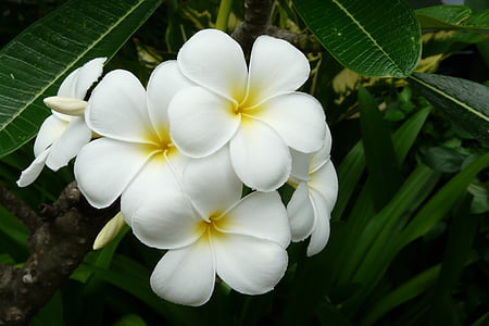 Frangipani, Taizeme, eksotiska ziedu, balta, Āzija, puķe, tropu
