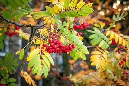 rowanberry, padec, jeseni, Rowan, jagodami, jagode, sezona