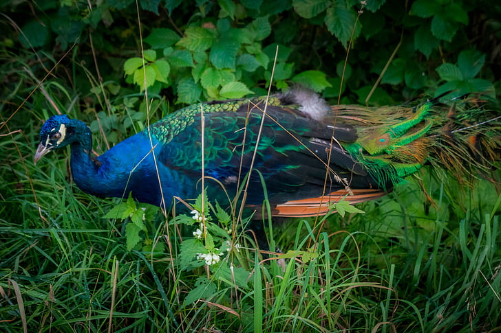 Peacock, Kaunis, lintu, sininen, värikäs, Majestic, Elegance