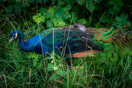 Peacock, mooie, vogel, blauw, kleurrijke, Majestic, elegantie