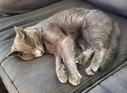 mačka, spánok, pohovka, sivá
