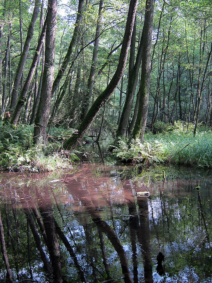 Müritz, Lac, nature, conservation de la nature, eau, Mecklenburg, Paddle