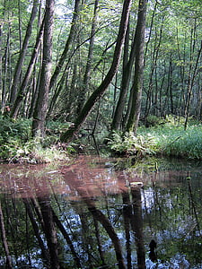 Müritz, Lago, naturaleza, conservación de la naturaleza, agua, Mecklenburg, paleta
