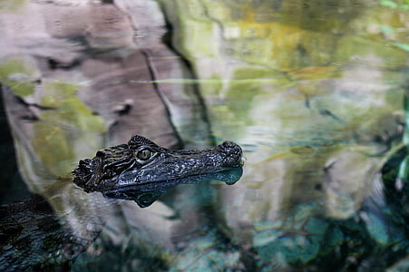 krokodille, vann, refleksjon, natur