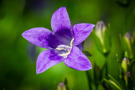 Bluebells, katilėlis, portenschlagiana, apmušalų bellflower, Dalmatijos bellflower, taurėlapių, žiedų