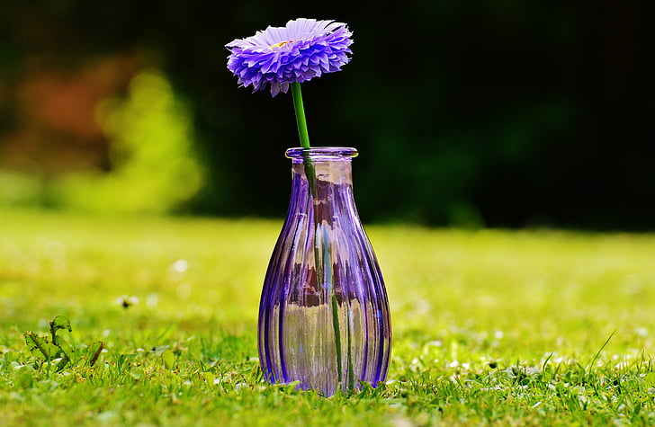Vase, Glas, Blume, Dekoration, lila, transparente, Deko