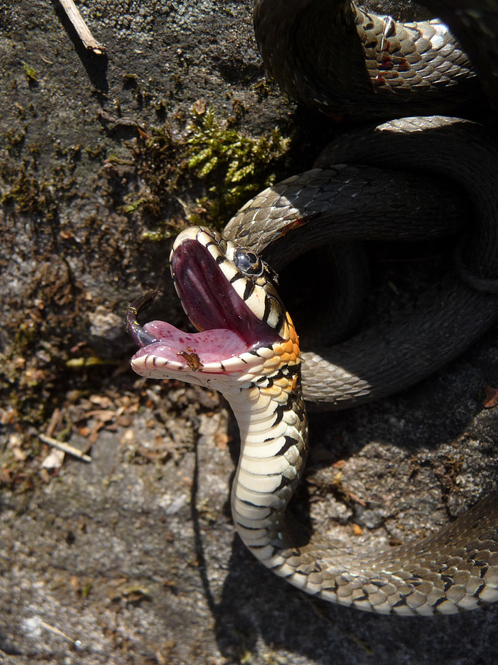 wąż, snooping, Latem, język, Bite, usta, niebezpieczeństwo