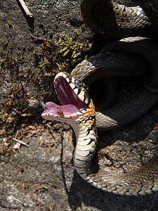 φίδι, snooping, το καλοκαίρι, γλώσσα, δάγκωμα, στόμα, κίνδυνος